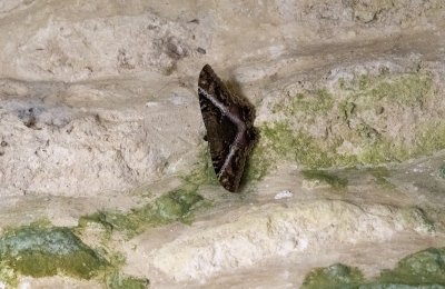 Black Witch Moth Belize Feb 2022